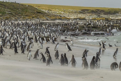 Picture of BLEAKER ISLAND MAGELLANIC AND GENTOO PENGUINS