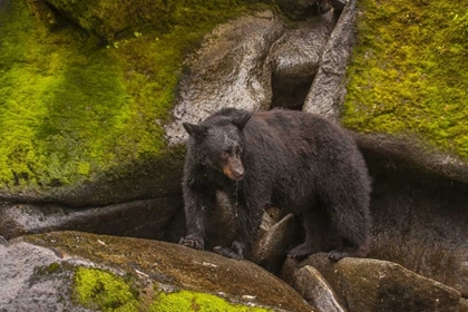 Picture of AK, TONGASS NFBLACK BEAR STANDING ON BOULDERS