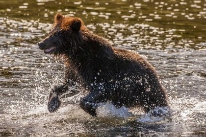 Picture of AK, TONGASS NF YOUNG GRIZZLY CUB HUNTING FISH