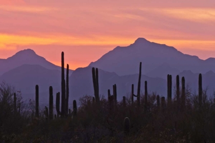 Picture of AZ, SAGUARO NP, SONORAN DESERT SAGUARO FOREST