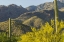 Picture of AZ, CORONADO NF SAGUARO CACTUS AND PALO VERDE