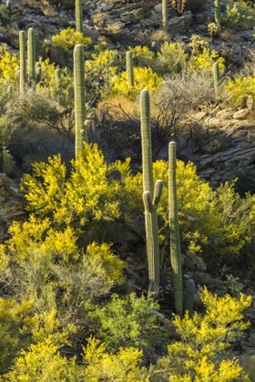 Picture of AZ, CORONADO NF SAGUARO CACTUS AND PALO VERDE