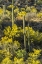 Picture of AZ, CORONADO NF SAGUARO CACTUS AND PALO VERDE