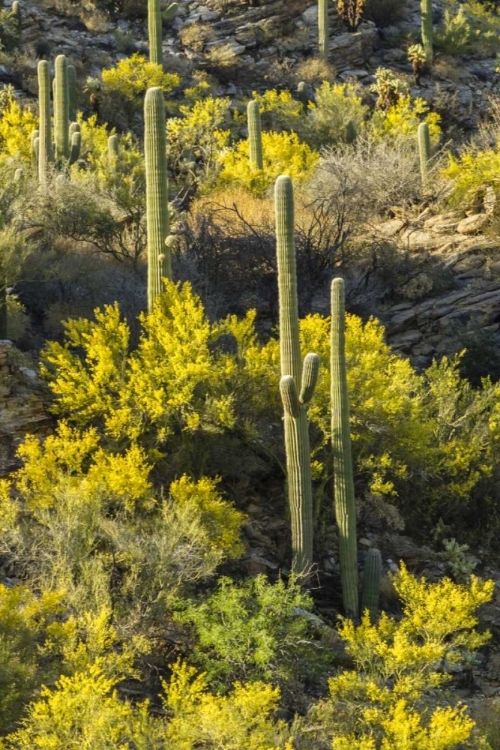 Picture of AZ, CORONADO NF SAGUARO CACTUS AND PALO VERDE