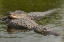 Picture of FL, MALE ALLIGATOR DISPLAYS COURTSHIP BEHAVIOR