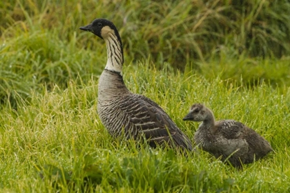 Picture of HI, HAKALAU FOREST NWR NENE BIRD WITH GOSLING