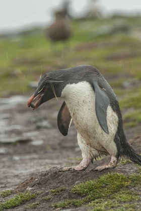 Picture of BLEAKER ISLAND ROCKHOPPER PENGUIN WITH PEBBLE