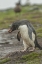 Picture of BLEAKER ISLAND ROCKHOPPER PENGUIN WITH PEBBLE