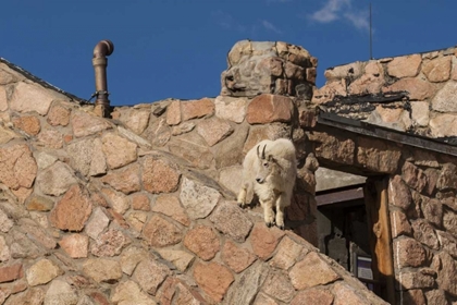 Picture of CO, MT EVANS MOUNTAIN GOAT CLIMBS A BUILDING