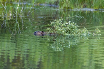 Picture of CO, GUNNISON NF WILD BEAVER WITH WILLOW LIMBS