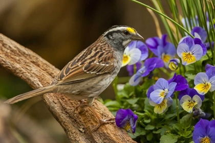 Picture of NORTH CAROLINA, WHITE-THROATED SPARROW ON LIMB