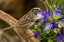 Picture of NORTH CAROLINA, WHITE-THROATED SPARROW ON LIMB