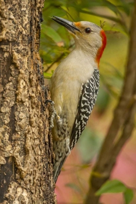 Picture of NORTH CAROLINA, RED-BELLIED WOODPECKER ON TREE