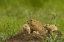 Picture of CO, ROCKY MOUNTAIN ARSENAL PRAIRIE DOG FAMILY