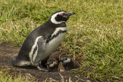 Picture of SEA LION ISLAND MAGELLANIC PENGUIN AND CHICKS