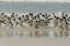 Picture of SAUNDERS ISLAND ROCKHOPPER PENGUINS RETURNING