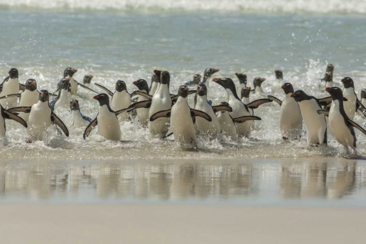 Picture of SAUNDERS ISLAND ROCKHOPPER PENGUINS RETURNING