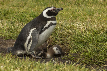 Picture of SEA LION ISLAND MAGELLANIC PENGUIN AND CHICKS