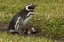 Picture of SEA LION ISLAND MAGELLANIC PENGUIN AND CHICKS