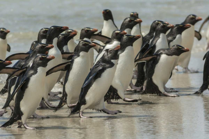 Picture of SAUNDERS ISLAND ROCKHOPPER PENGUINS RETURNING