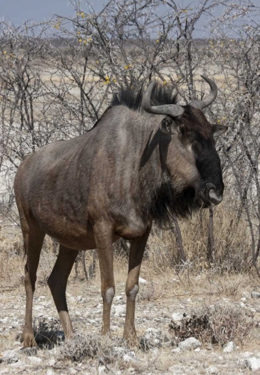 Picture of SOLITARY WILDEBEEST, ETOSHA NP, NAMIBIA