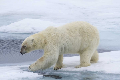 Picture of NORWAY, SVALBARD POLAR BEAR ON SEA ICE