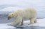 Picture of NORWAY, SVALBARD POLAR BEAR ON SEA ICE