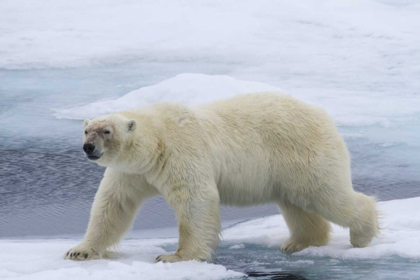 Picture of NORWAY, SVALBARD POLAR BEAR ON SEA ICE