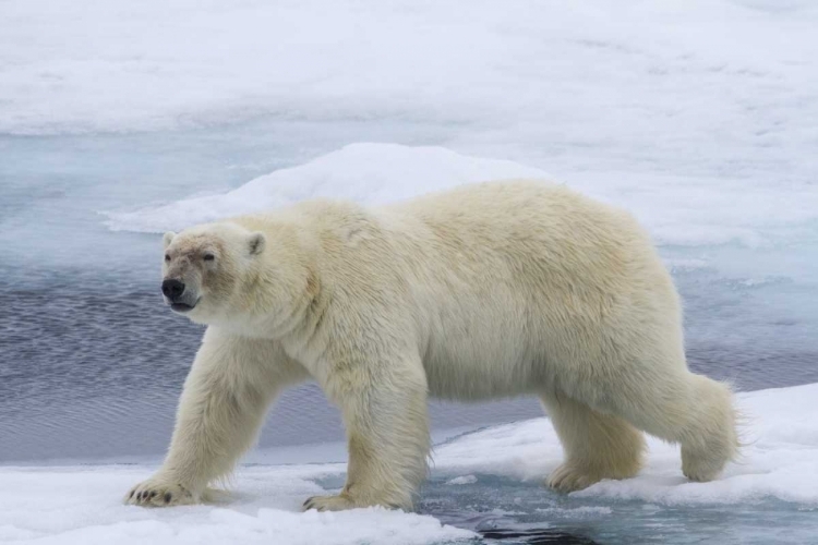 Picture of NORWAY, SVALBARD POLAR BEAR ON SEA ICE