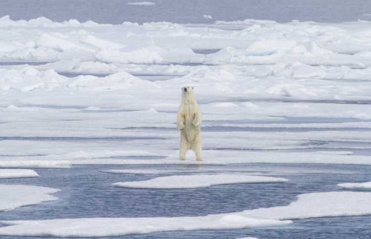 Picture of NORWAY, SVALBARD POLAR BEAR ON SEA ICE