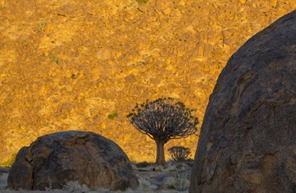 Picture of SOUTH AFRICA QUIVER TREES AND BOULDERS