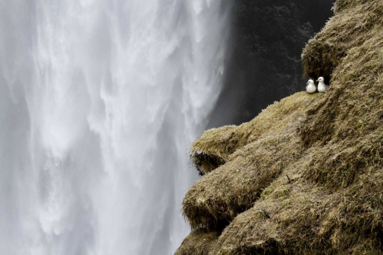 Picture of ICELAND CLOSE-UP OF SKOGAFOSS WATERFALL