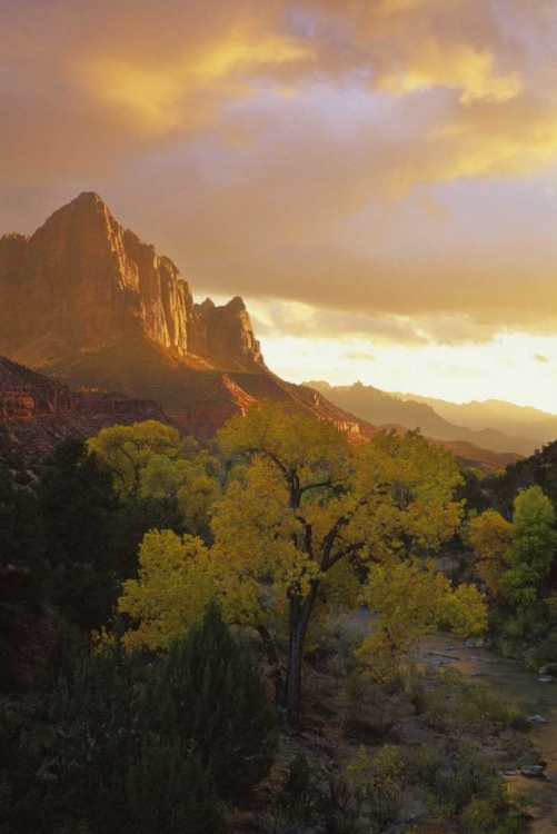 Picture of UT, ZION NP  CANYON LANDSCAPE AT SUNSET