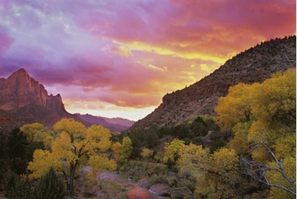 Picture of UT, ZION NP  CANYON LANDSCAPE AT SUNSET