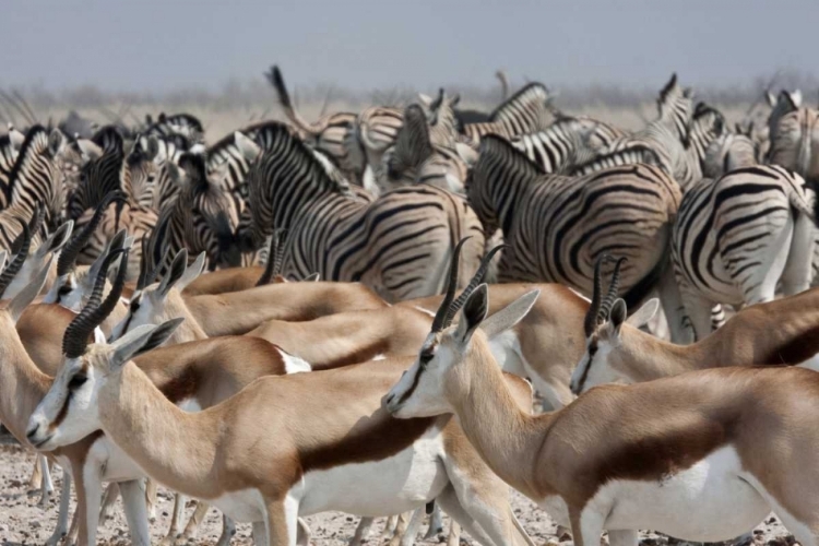 Picture of SPRINGBOKS AND ZEBRAS, ETOSHA NP, NAMIBIA