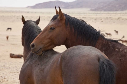 Picture of NAMIBIA, GARUB TWO FERAL HORSES INTERACT