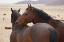 Picture of NAMIBIA, GARUB TWO FERAL HORSES INTERACT