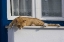 Picture of GREECE, MYKONOS CURIOUS ORANGE TABBY CAT