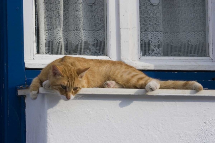 Picture of GREECE, MYKONOS CURIOUS ORANGE TABBY CAT