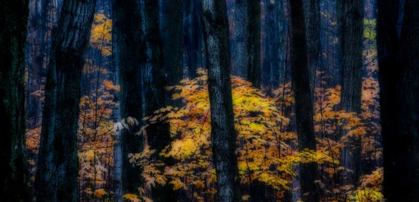 Picture of CANADA, ONTARIO AUTUMN ABSTRACT OF FOREST