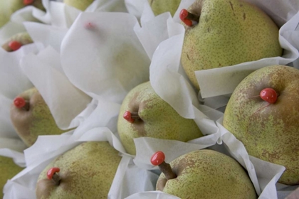 Picture of ITALY, VENICE PEARS WITH RED WAX ON STEMS