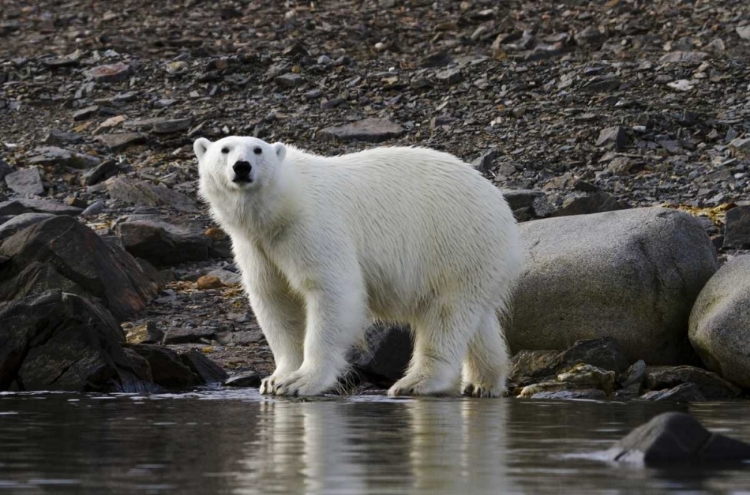 Picture of NORWAY, SVALBARD POLAR BEAR NEXT TO WATER
