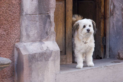 Picture of MEXICO WHITE DOG STANDING IN OPEN DOORWAY