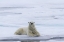 Picture of NORWAY, SVALBARD POLAR BEAR LYING ON SNOW
