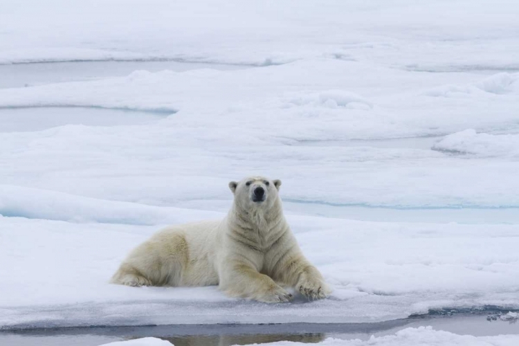 Picture of NORWAY, SVALBARD POLAR BEAR LYING ON SNOW