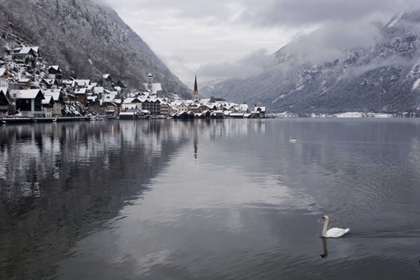 Picture of AUSTRIA, HALLSTATT SWAN ON LAKE HALLSTATT