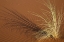 Picture of TUFT OF GRASS IN THE NAMIB DESERT, NAMIBIA