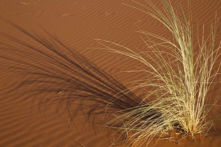 Picture of TUFT OF GRASS IN THE NAMIB DESERT, NAMIBIA