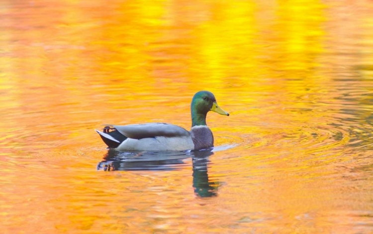 Picture of CANADA, QUEBEC, MALLARD DRAKE SWIMMING