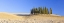 Picture of ITALY, TUSCANY CYPRESS GROVE PANORAMIC